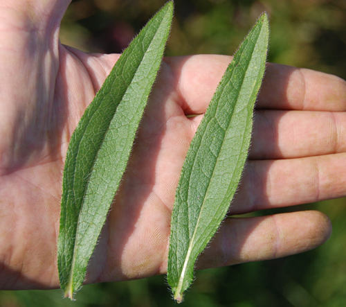 رودبکیا / سوسن چشم سیاه